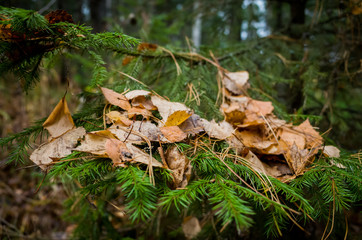 Autumn yellow leaves close up