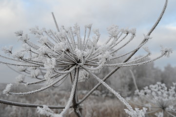 frost on the branches