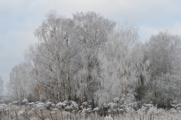 winter landscape with trees and snow