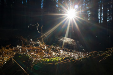Forest vegetation, illuminated by bright sunshine, photo with high contrast