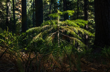 Forest vegetation, illuminated by bright sunshine, photo with high contrast