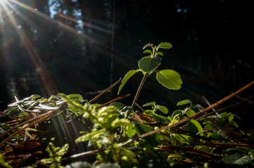 Forest vegetation, illuminated by bright sunshine, photo with high contrast