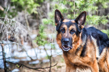 Dog German Shepherd in the forest in an early spring