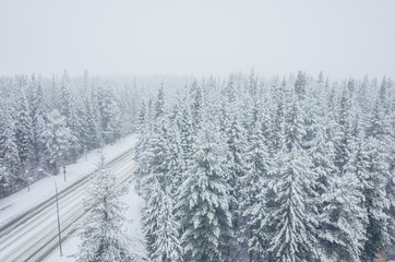 Coniferous Siberian forest