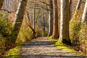 trail inside forest with sunlight hitting the ground through the foliage on an autumn morning