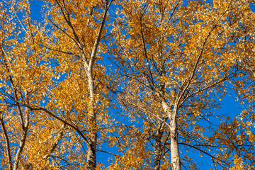 golden leaves on the branches under the blue sky