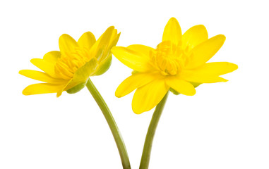 Fototapeta premium Yellow spring flower isolated