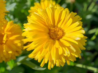 beautiful single flower