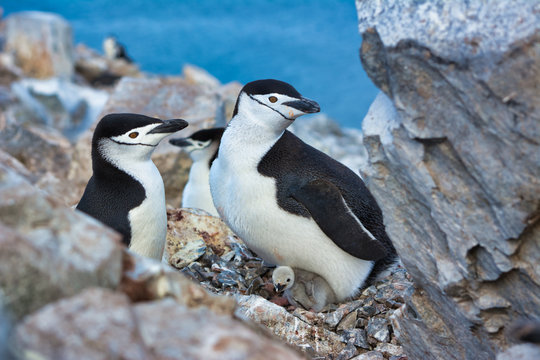 Chinstrap penguins on Antarctica