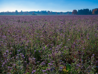 Fototapeta na wymiar Purple field flowers at Bavarian region during autumn and stunning sunshine