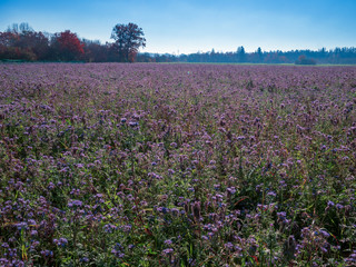Fototapeta premium Purple field flowers at Bavarian region during autumn and stunning sunshine
