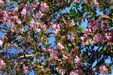 flowering garden, spring countryside, pink flowers on the branches against the blue sky