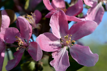 blooming garden, spring countryside, pink apple flowers on the branches, delicate and bright composition