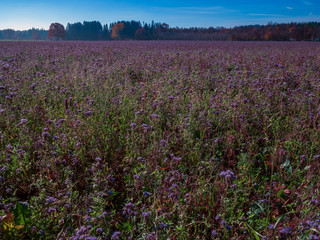 Purple field flowers at Bavarian region during autumn and stunning sunshine