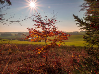 Scenic games between sun and red gold autumn colors in Bavaria