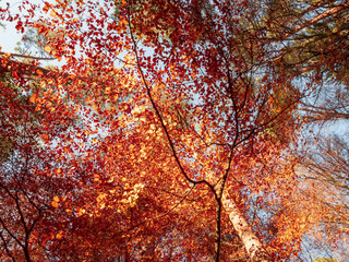 Scenic games between sun and red gold autumn colors in Bavaria