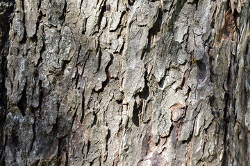 Pine tree bark rugged texture. Rough bark background with sun light.