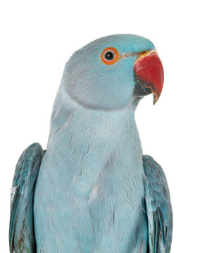 Rose-ringer parakeet in studio