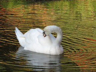 white swan on the lake