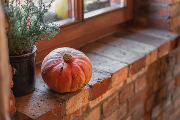 Pumpkin © Joanna
