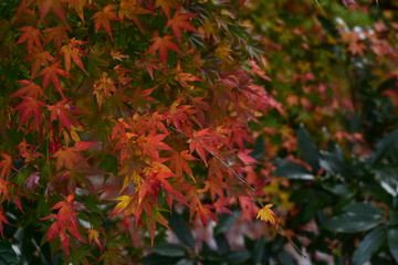 紅葉