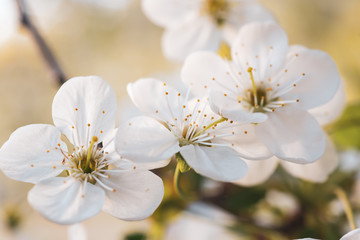 Fototapeta premium Cherry spring flowers