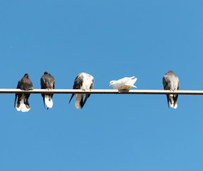 pigeons against the blue sky