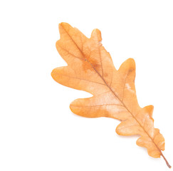 Obraz premium autumn oak leaves on a white background