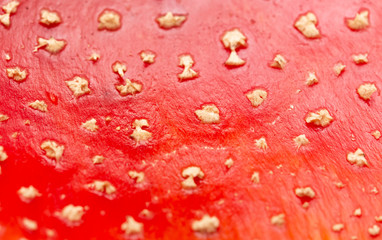 amanita as background