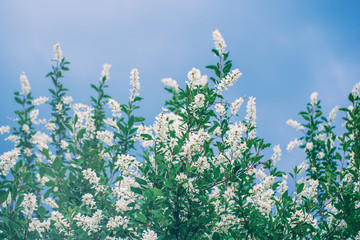 Spring white flowers
