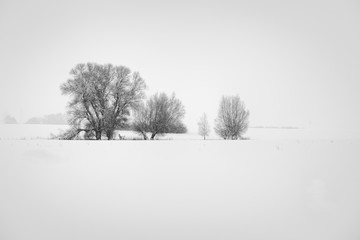 Winter mit Feld und Baum schwarz weiß in Winterlandschaft