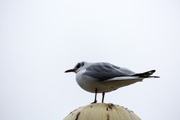 Seagull in the city
