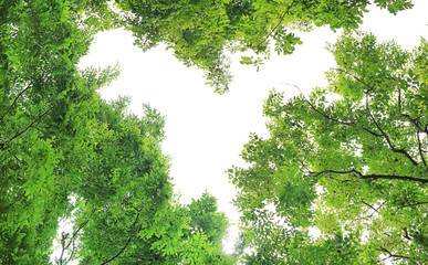 Fototapeta premium Tree leaf branches in the garden against white sky background with copy space in heart shape.