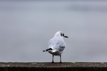 Seagull in the city