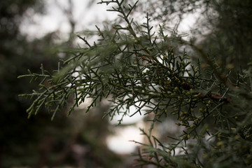 Part of tree