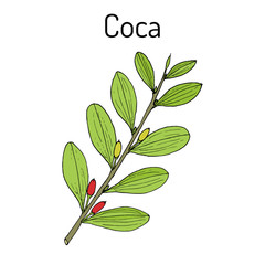 Erythroxylum coca. Hand drawn illustration