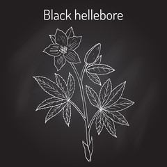 Christmas rose, or black hellebore, evergreen flowering plant