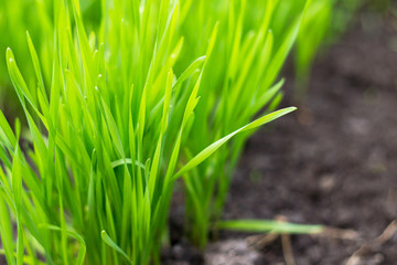 Fototapeta na wymiar young wheat sprouts growing in the field