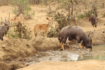 Antelopes in Africa