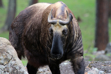 Fototapeta premium The Takin, also called cattle chamois or gnu goat, is a goat-antelope found in the eastern Himalayas and this one in Bhutan.