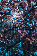 Sun ray through the blackthorn fruits with ice on branches in autumn colors, Austria