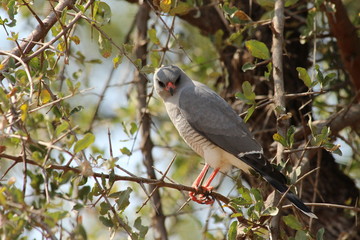 A lonely goshawk