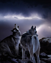 Naklejka premium dwa wilki obserwujące burzę