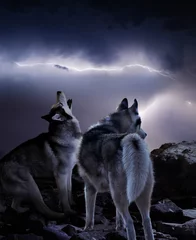 Papier Peint photo autocollant Loup two wolves watching the storm