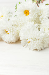 Obraz premium White autumn chrysanthemum flowers on white wooden background Copy Space. Chrysanthemum wallpaper. Floral background. Autumn bouquet lifestyle