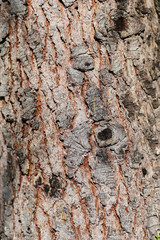 текстура ствола хвойного дерева © yfcnz1799