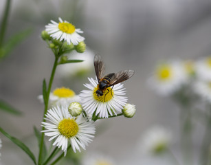 Hover fly on daisy