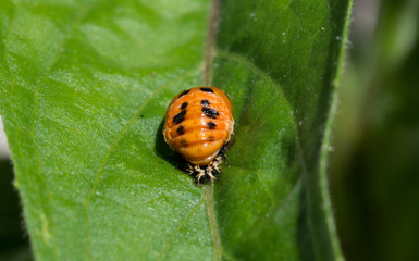 Lady bug nymph
