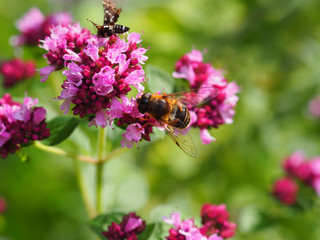 Hover fly and flowering plant