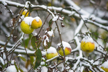 Jabłka na jabłoni przykryte przez wczesny śnieg